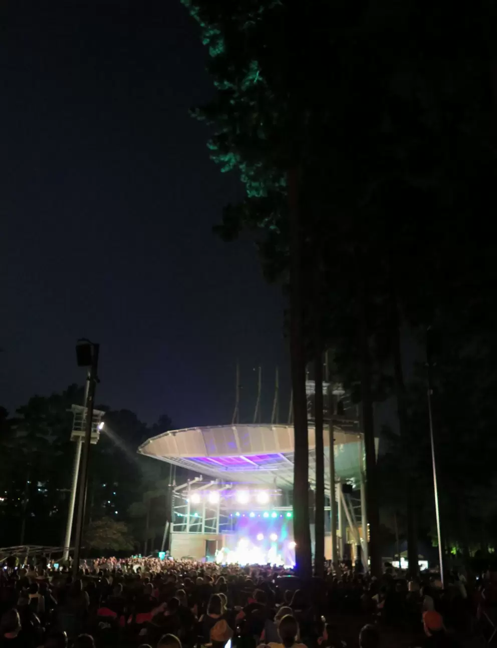 The pines lit up by the spotlight.