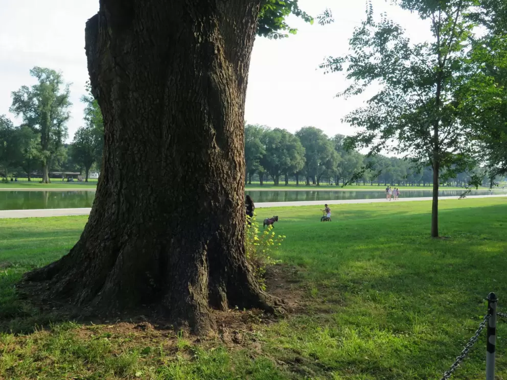 Tree by the reflecting pool.