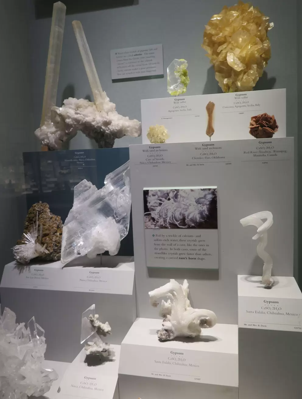 Gypsum crystals that grew from the wall of a cave in Mexico.