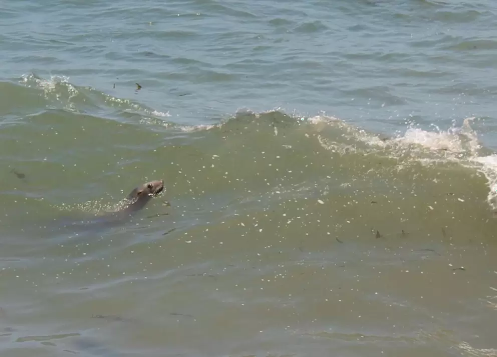 A seal in the water at Goleta Beach, as seen from the rocky cliffs on the western end of the beach.