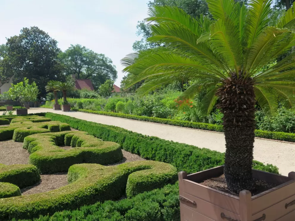 Palm tree and hedges.