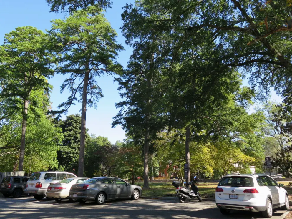 I love the trees on campus!