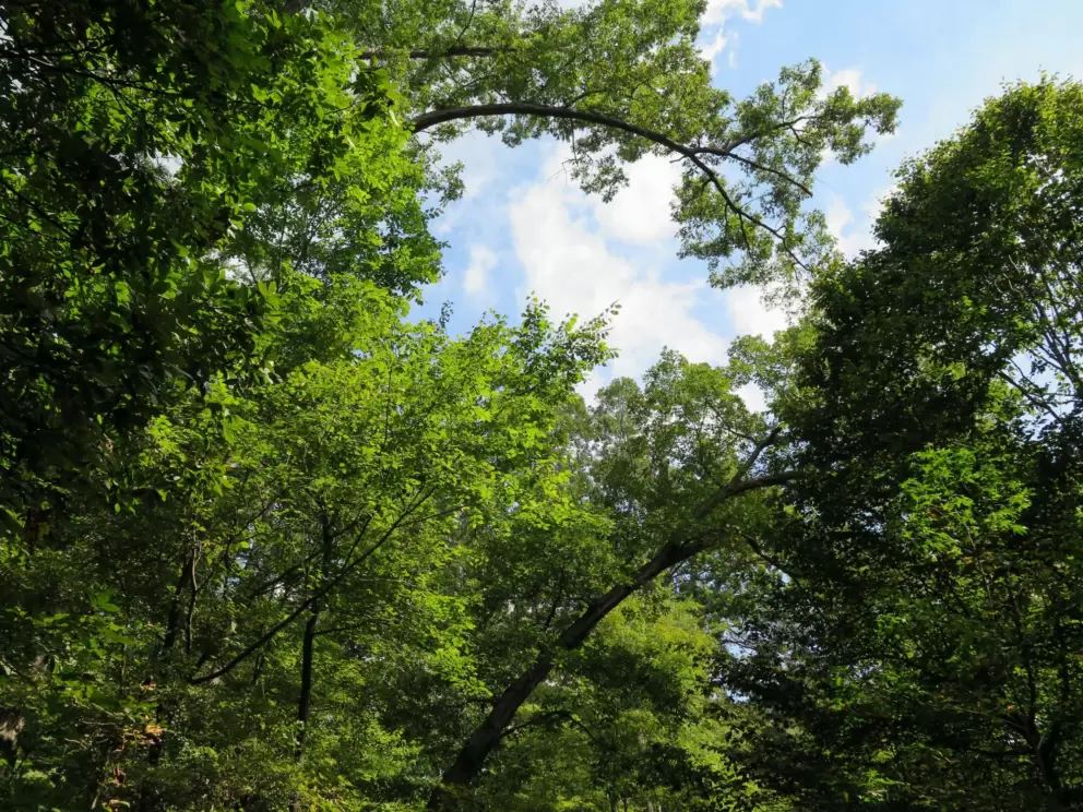 Looking up at the amazing greenery on the Battle Branch Trail, a 1.5 mile dirt path that begins at Community Center Park.