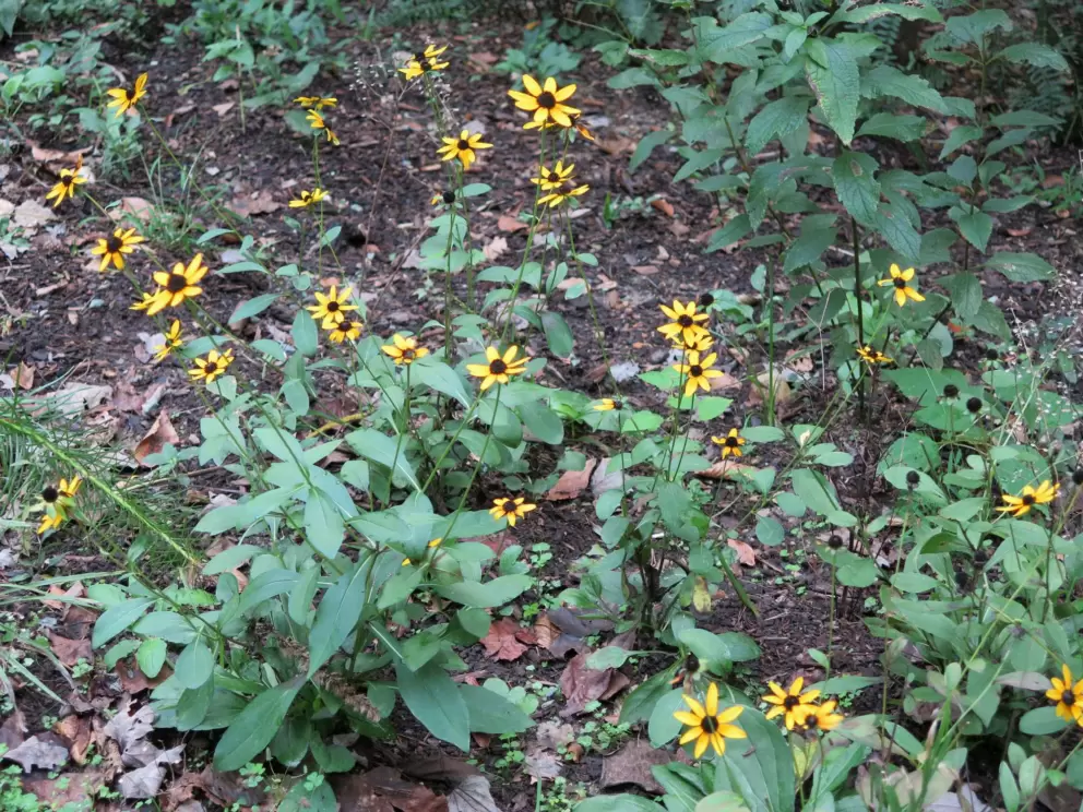 Yellow flowers on the Battle Branch Trail.