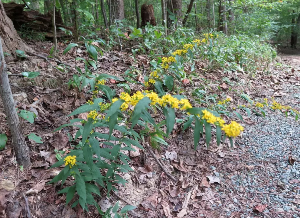 Yellow flowers along the path, on the Battle Branch Trail.
