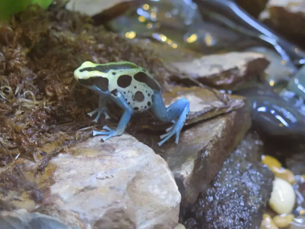 Multi-colored froggy.