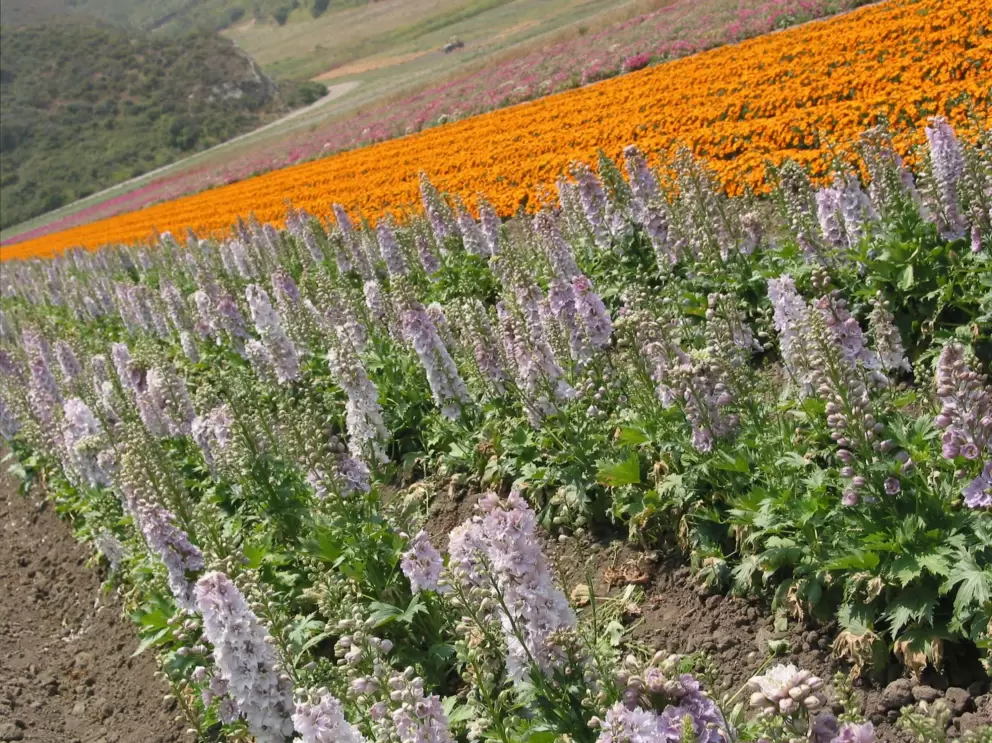 Orange marigolds in the flower fields at the end of June. 