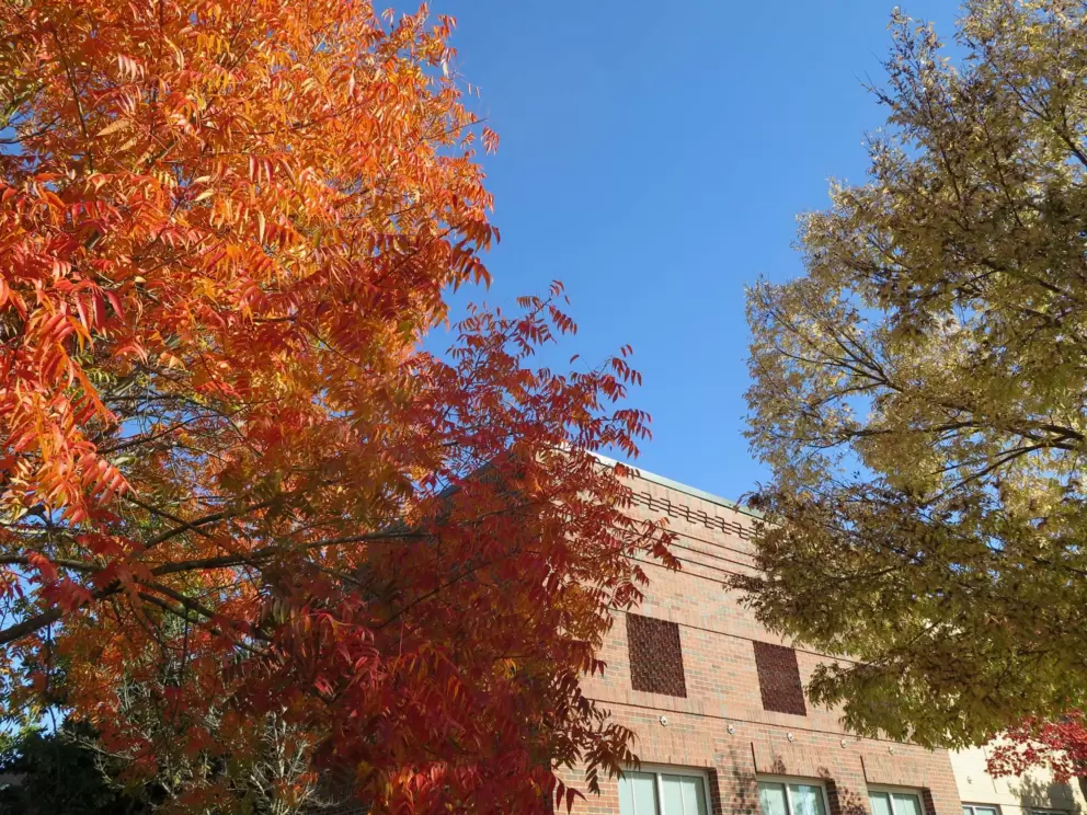 Orange tree in autumn.