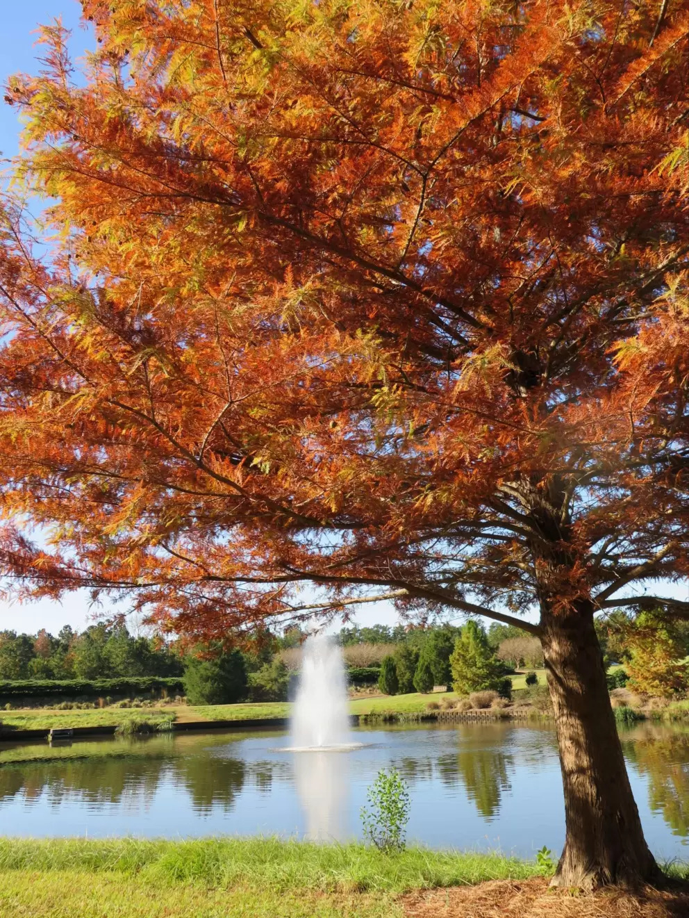 Orange tree by the fountain.