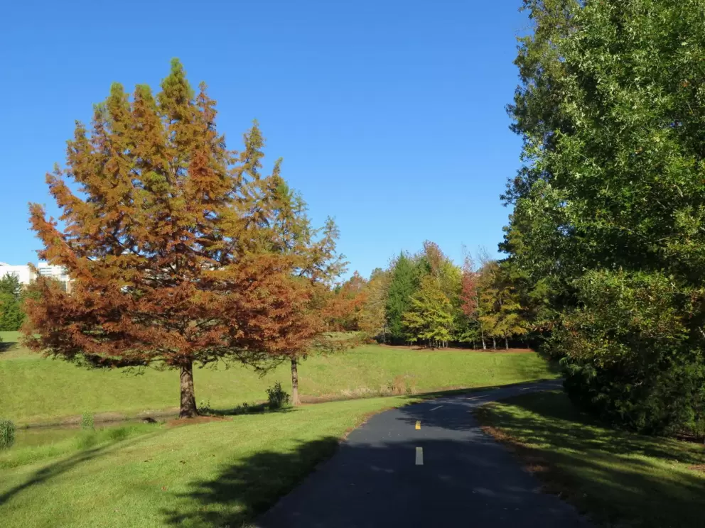 Fall tree by the bike path.