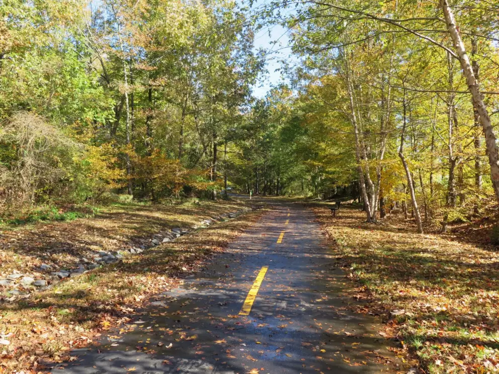 Leaves fallen in autumn.