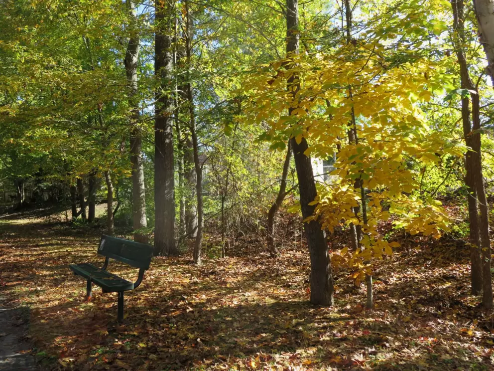 Yellow leaves by a bench in autumn.