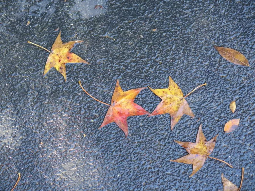I love these adorable leaves on the path.
