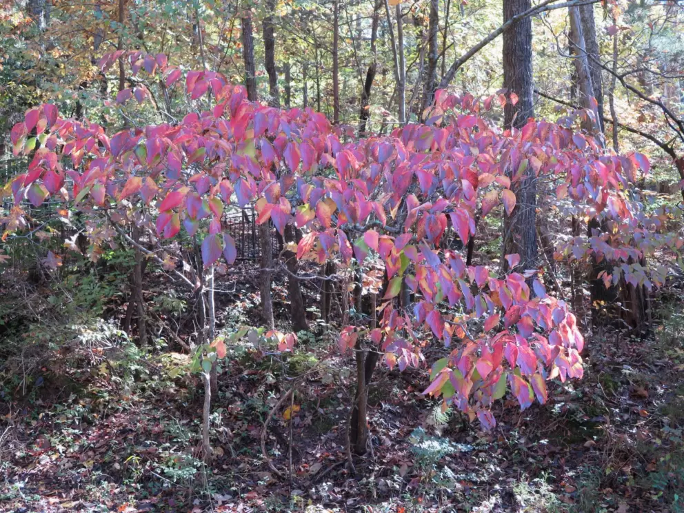 Pink leaves in the forest in November.