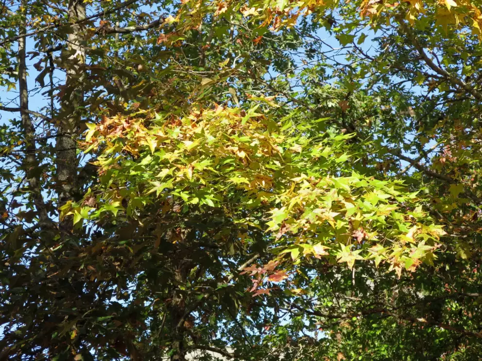 The sweet shape of the leaves.