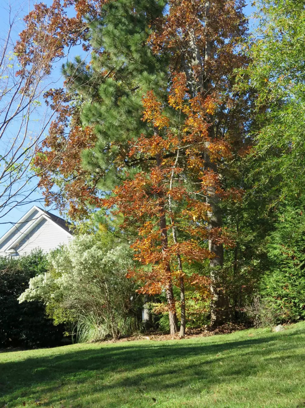 Orange tree and white tree.