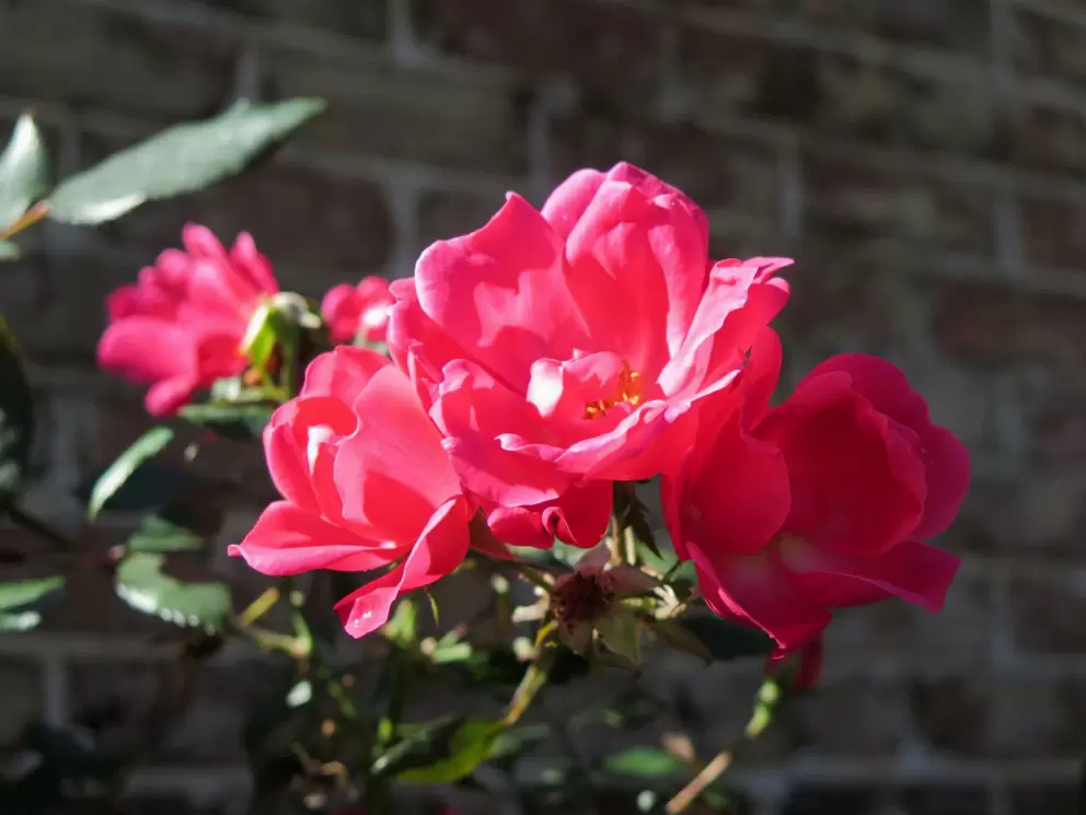 Rose by a brick wall.
