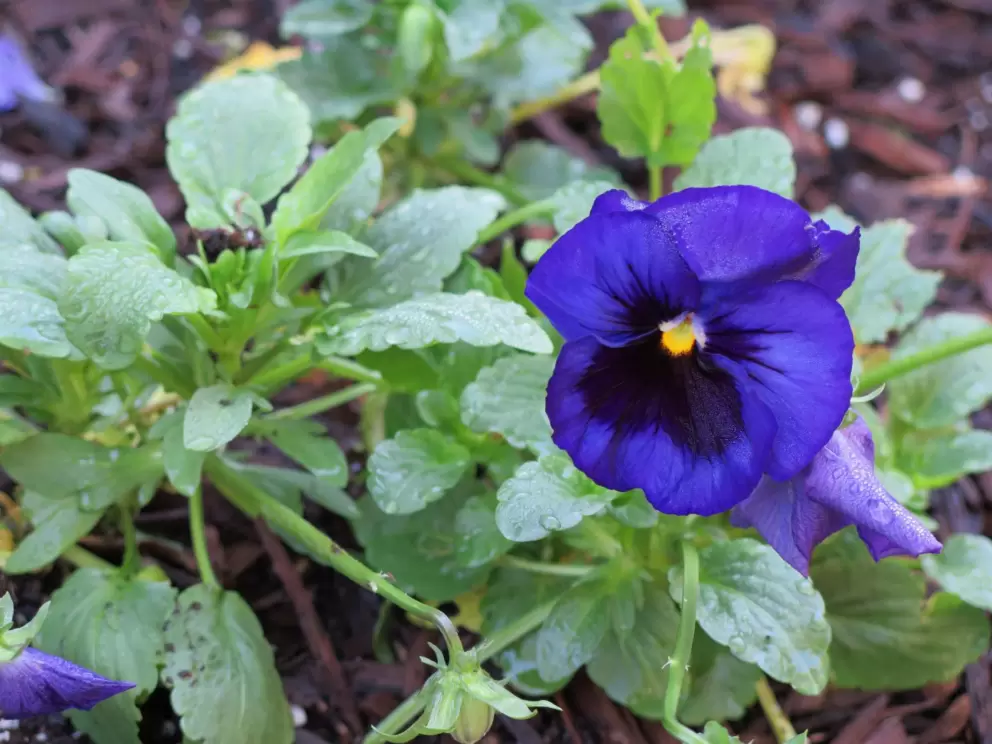 Pansy in a garden.