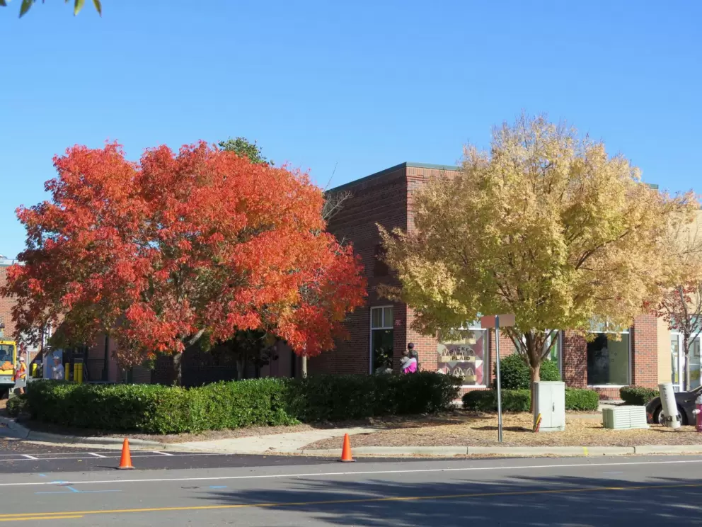 Orange tree and white tree.