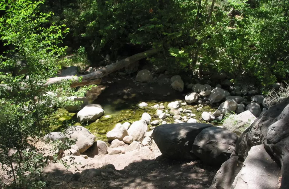 The creek where you can watch tadpoles dart about.