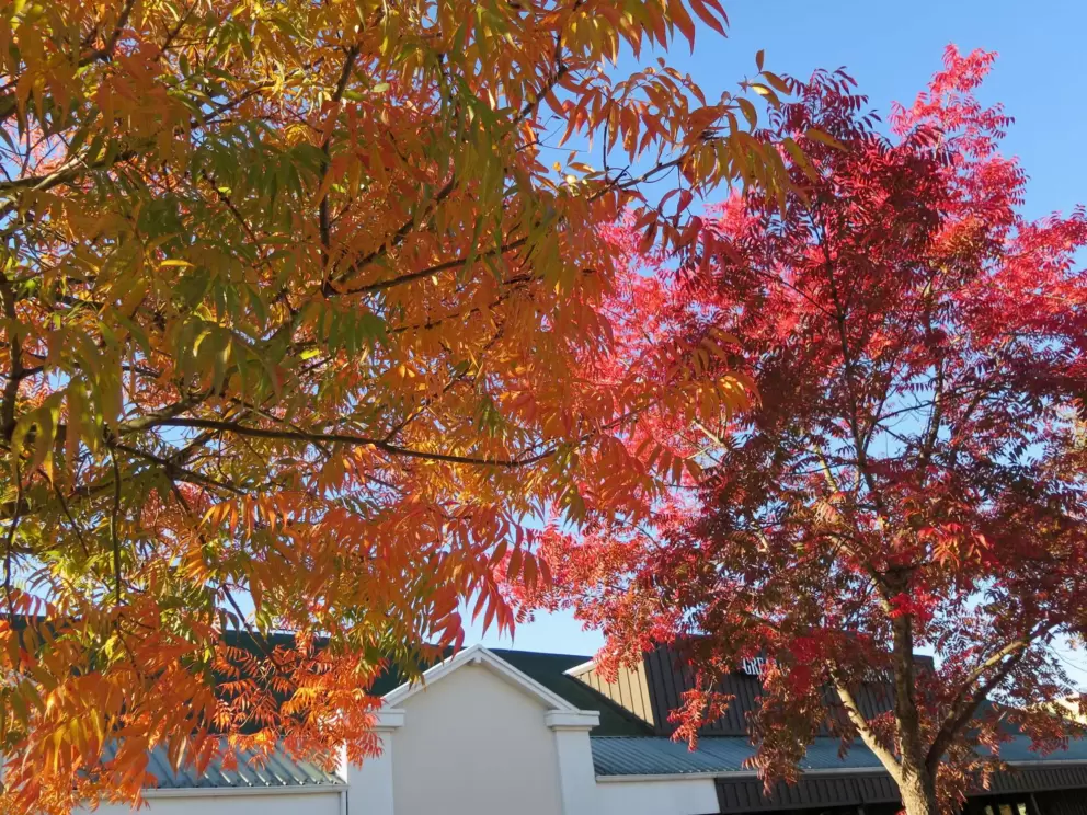 Orange and red Chinese Pistache trees in autumn!