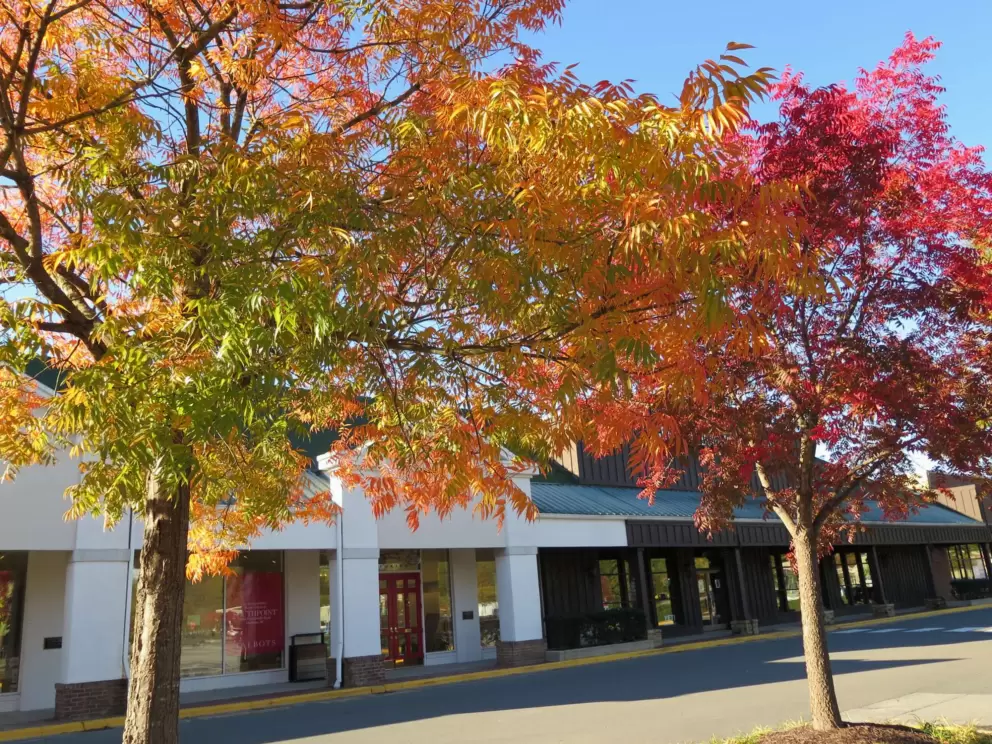Lovely trees!