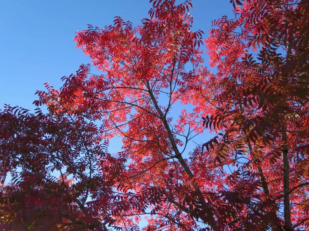 Red autumn tree!