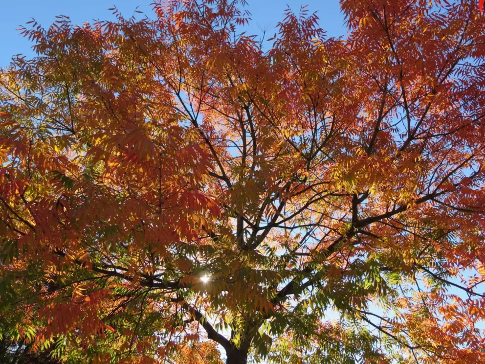 Orange autumn tree!