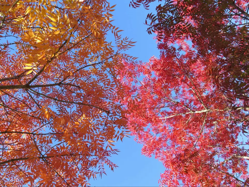 Glorious shades of red and orange. I love Chinese Pistache trees!