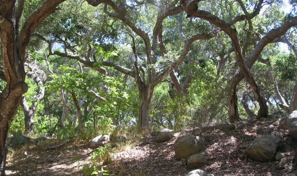 The hike and its twisty trees.