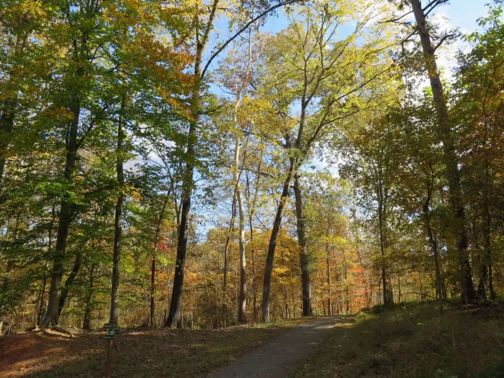 Yellow leaves.
