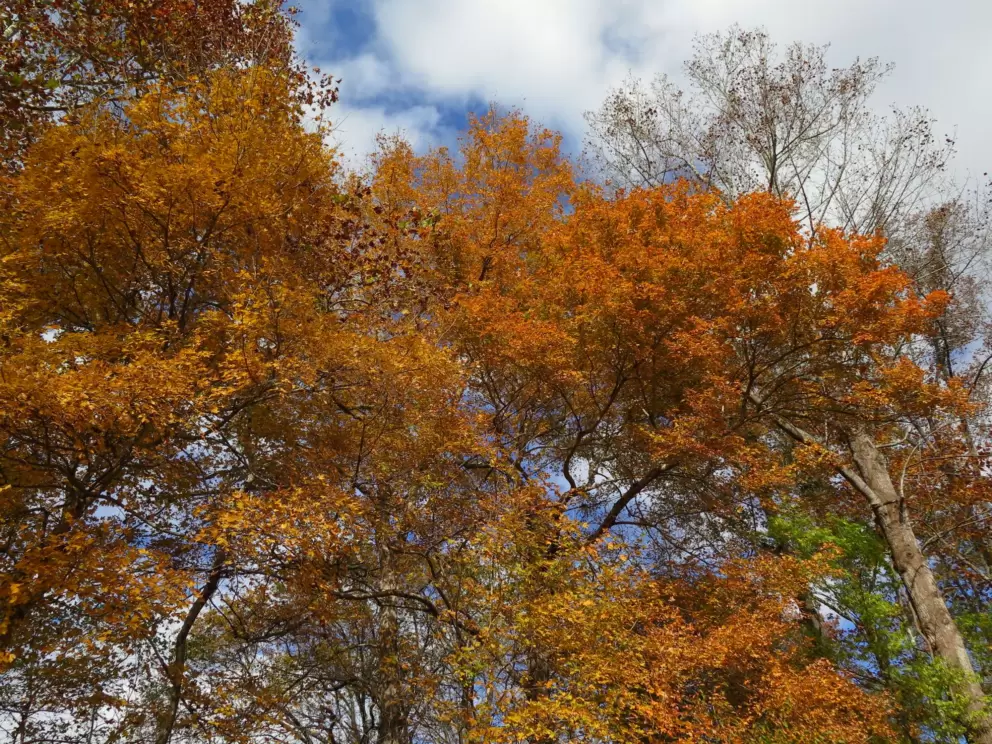 Red leaves in autumn, along the riverwalk.