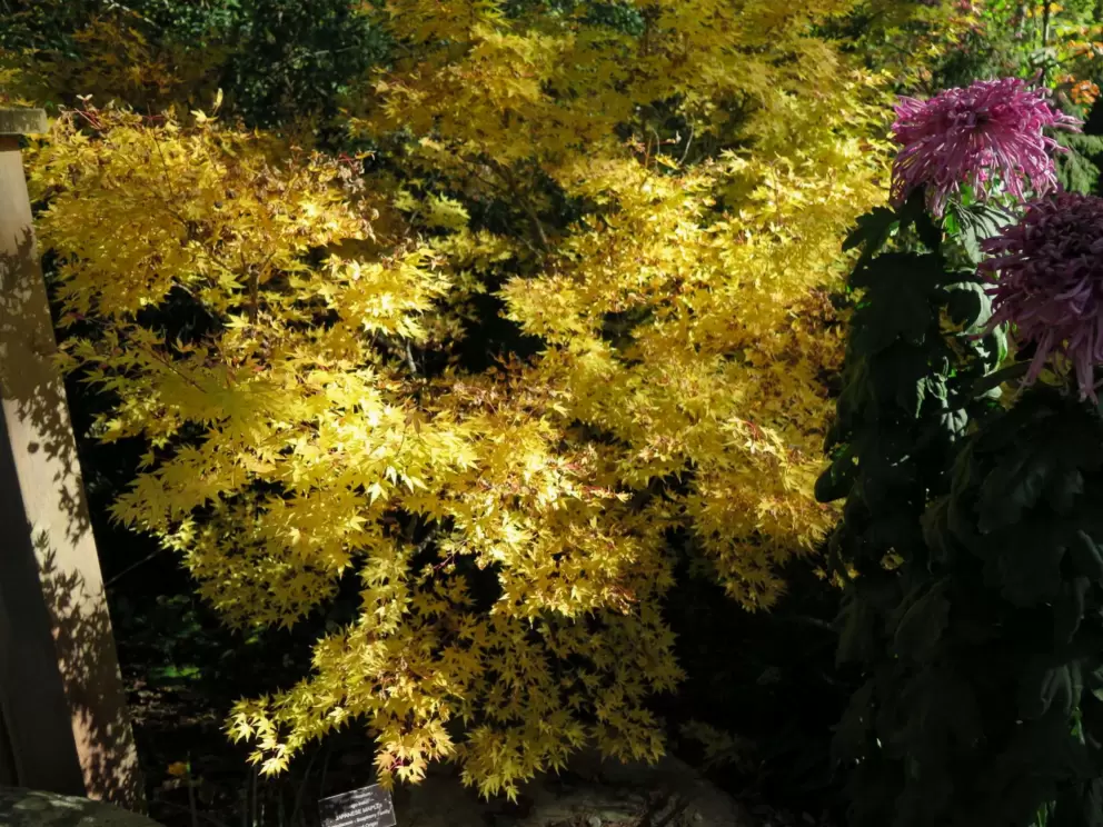 Japanese Maple in autumn.