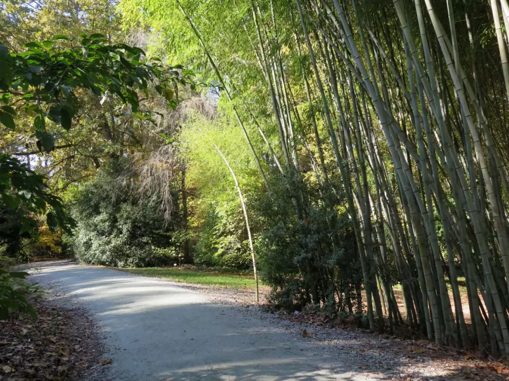 Bamboo forest and path.