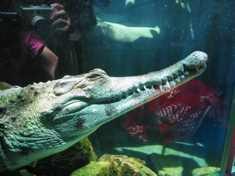 Creepy crocodile!