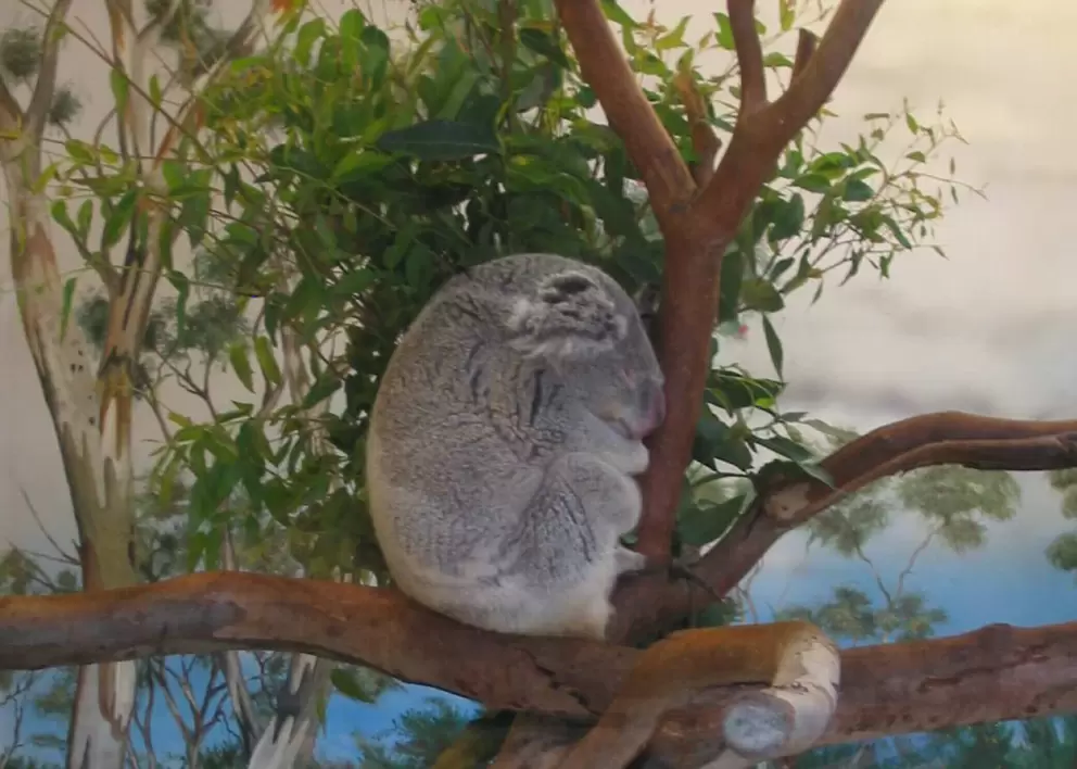 See the koala's sweet face.