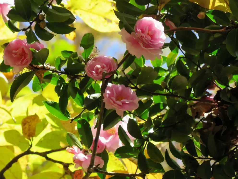 Camelias and autumn leaves.