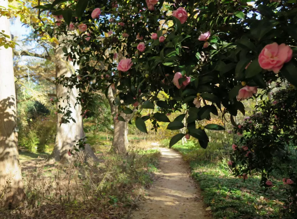 Camelias hanging over the path.