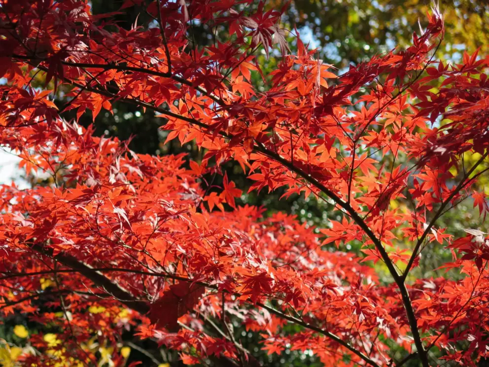 Red leaves of a maple tree.