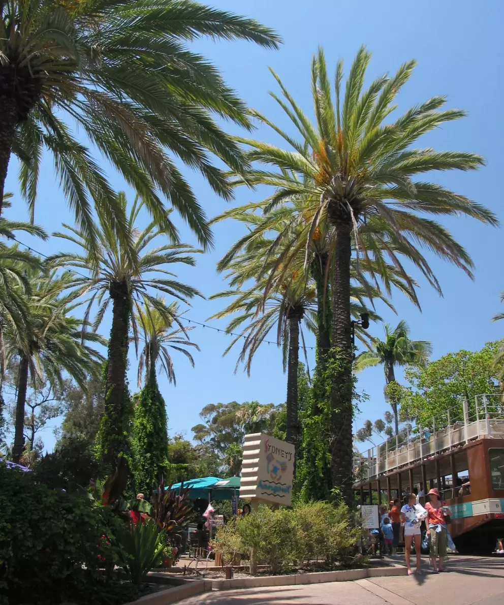 Colorful palms by the koala exhibit.