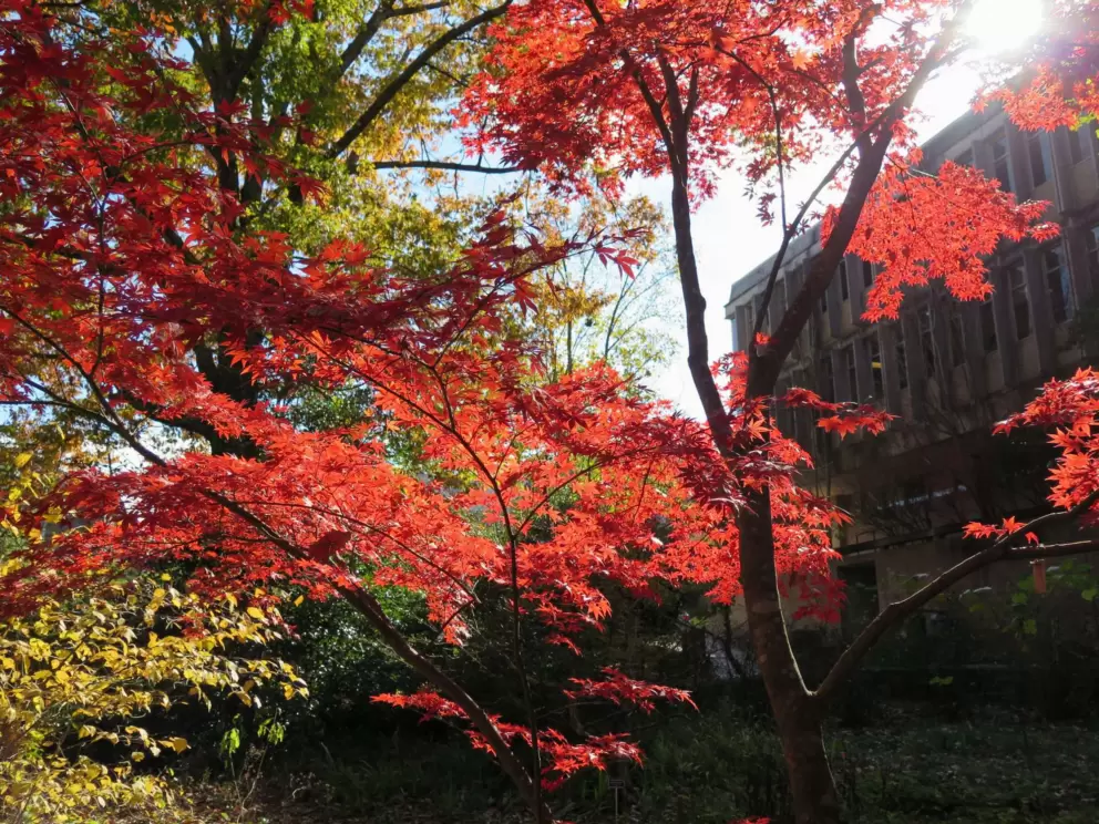 Red leaves catching the light.