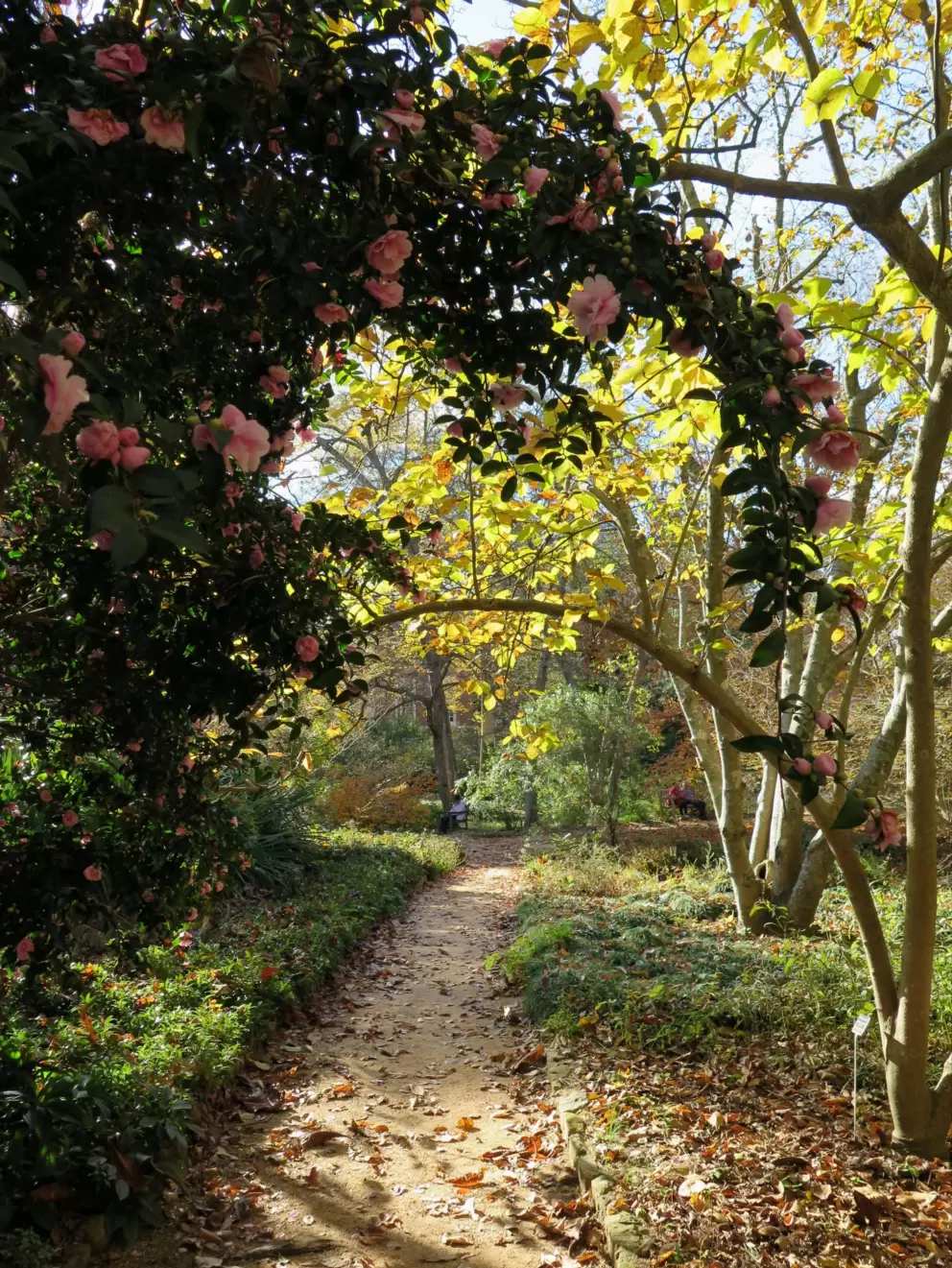 Camelias hanging over the path.