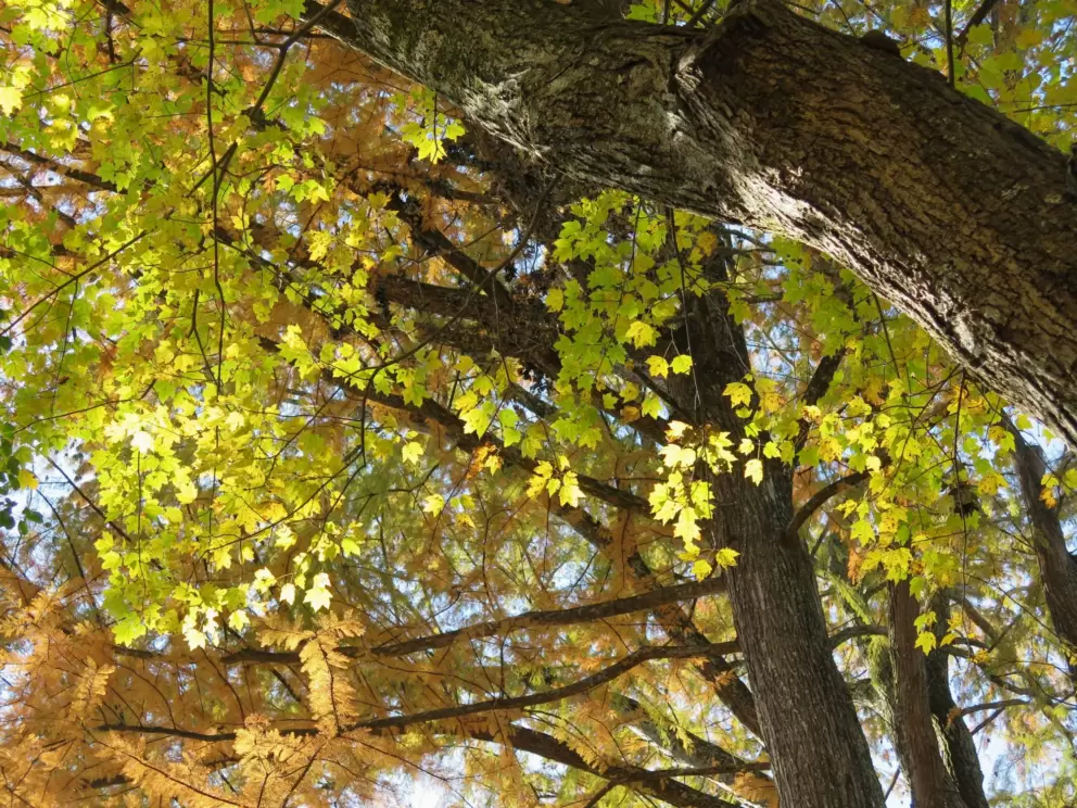 Maple catching the light in autumn.
