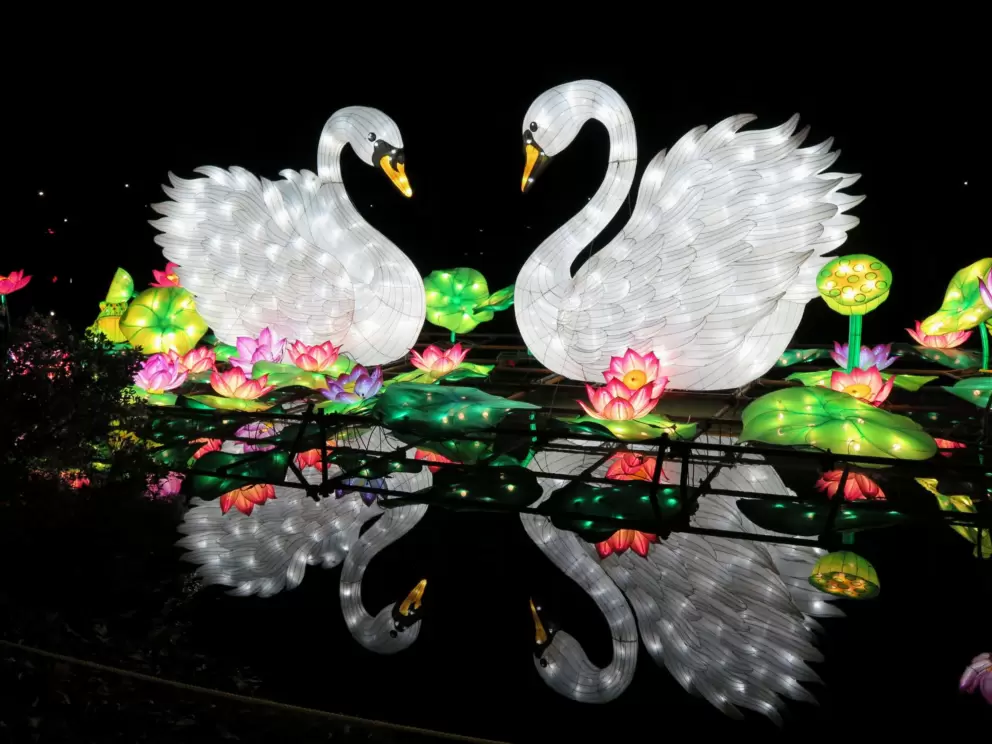 Swans, reflected in Symphony Lake Greenway.