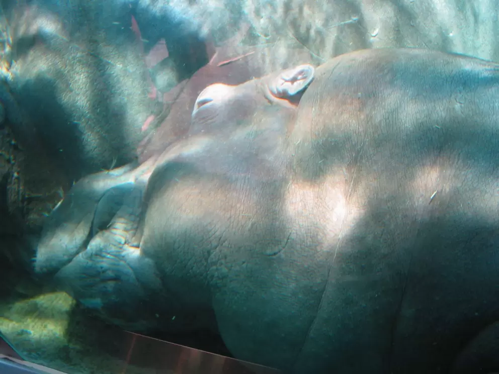 A HUGE hippo snuggles up to her lifelong mate.
