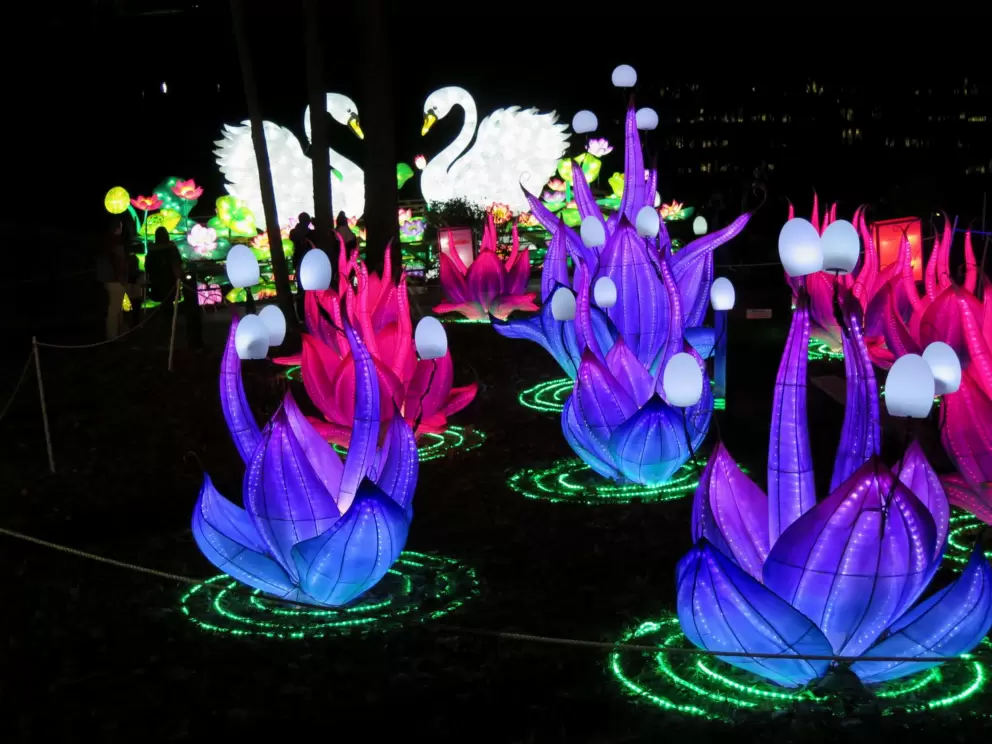 Flowers, with swans behind in the distance.