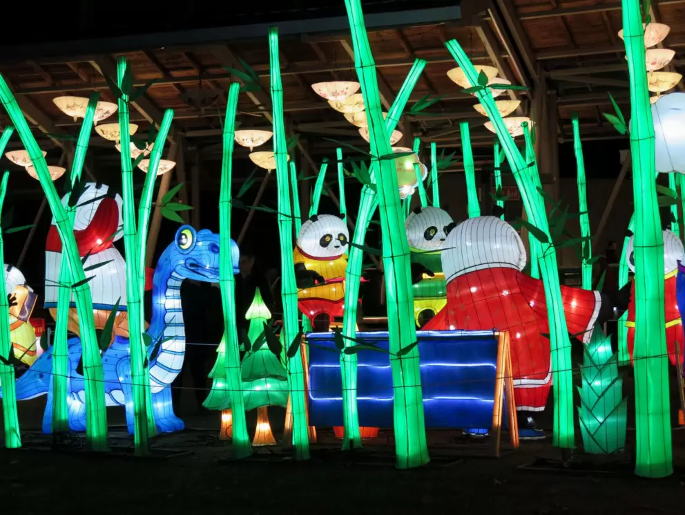 Pandas in a bamboo forest.