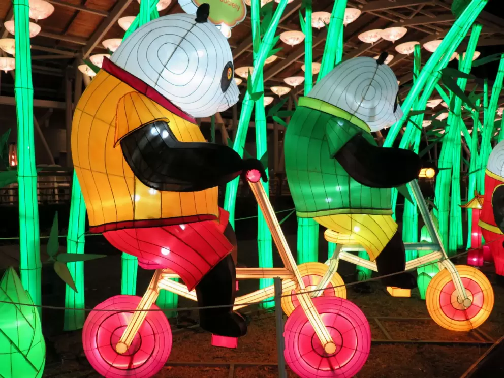Pandas riding bikes, at the Chinese Lantern Festival.