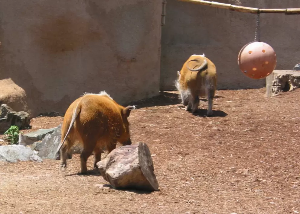 These red hogs are really comical looking- great fun!
