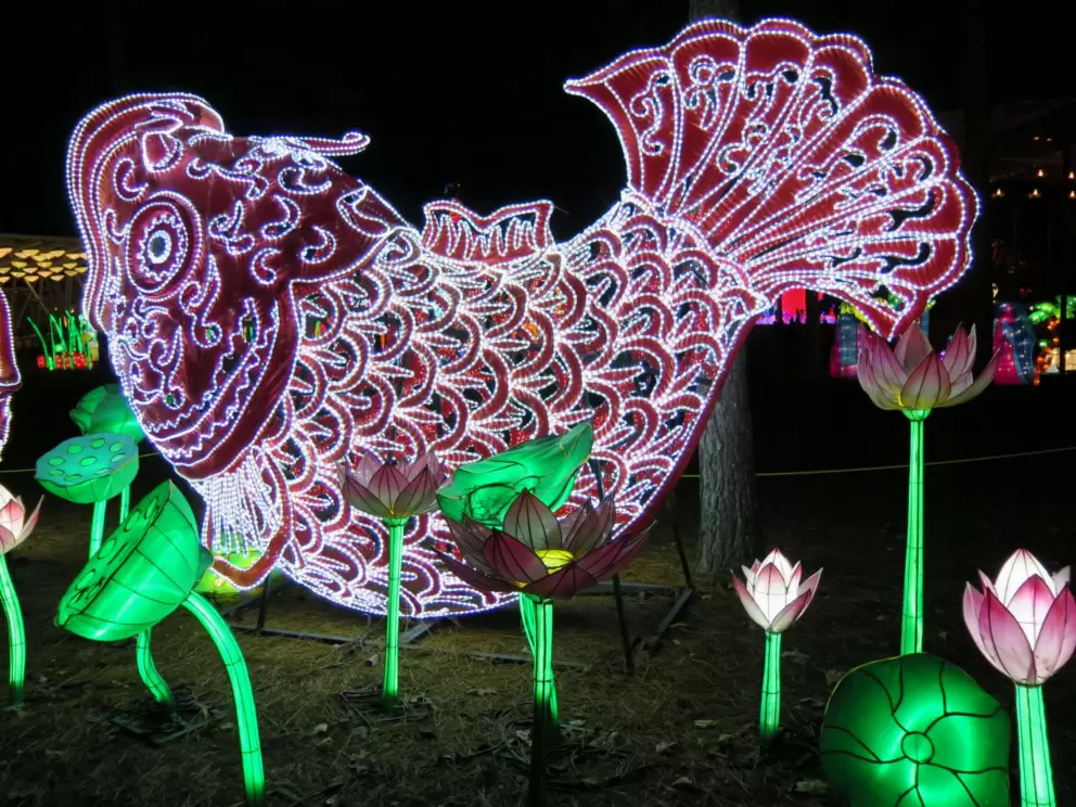 Fish and lotus flowers, at the Chinese Lantern Festival.